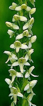 ></TD></TR>
	<TR><Td align=center><B><font face=arial size=3 color=#000000>Bogorchid</FONT></B></TD></TR></TABLE>

<TABLE WIDTH=300 BORDER=2 ALIGN=CENTER BORDERCOLORDARK=Green><TR><td bgcolor=#000000 onMouseover=