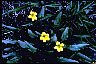 Goosefoot Violet - Longevity Zen of Health