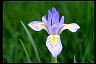 Rocky Mountain Iris Longevity Zen of Health
