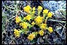 Stonecrop From Longevity Zen of Health Display