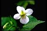 Longevity Zen of Health Canada Violet